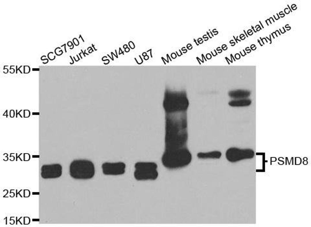 Western blot analysis of extracts of various cell lines using PSMD8 antibody