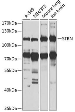 Western blot - STRN antibody (A7734)