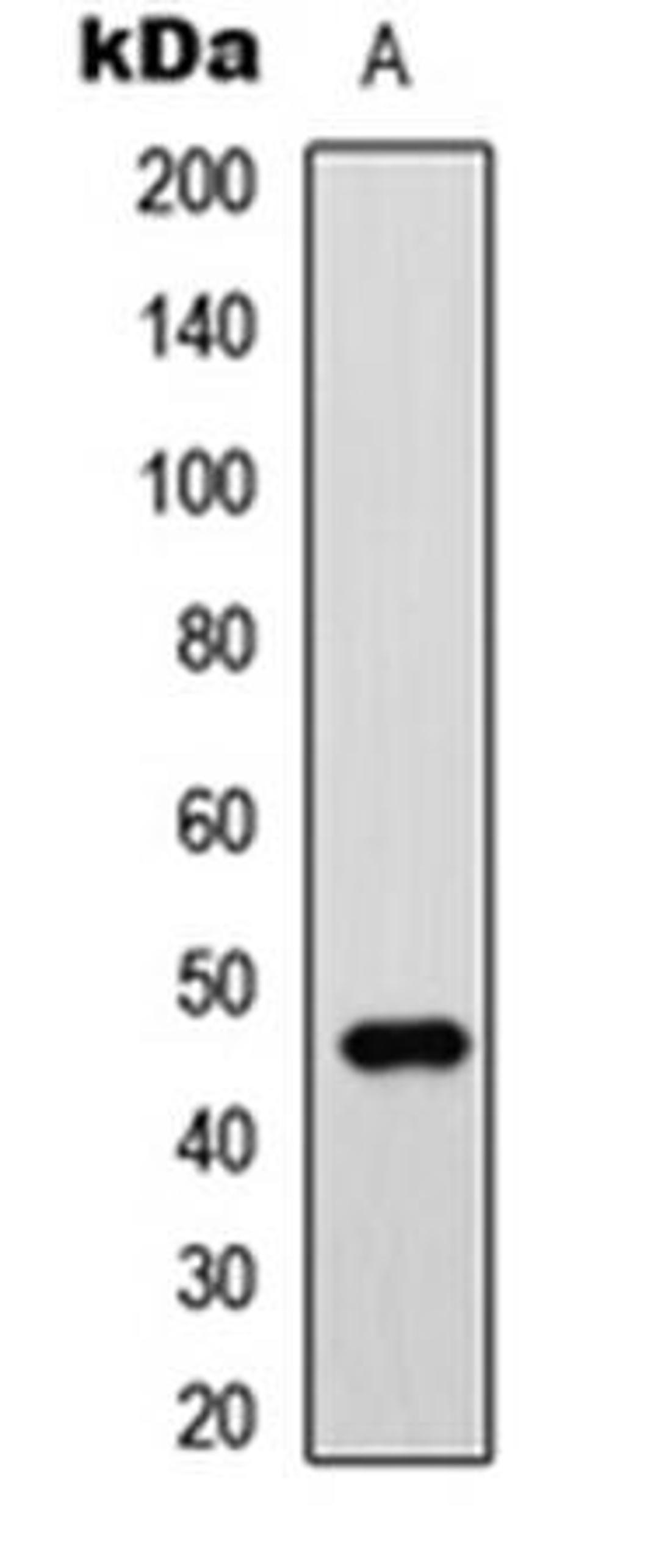 Western blot analysis of SHSY5Y (Lane1) whole cell using GATA3 antibody