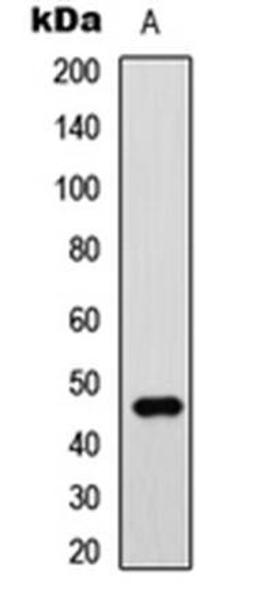 Western blot analysis of SHSY5Y (Lane1) whole cell using GATA3 antibody