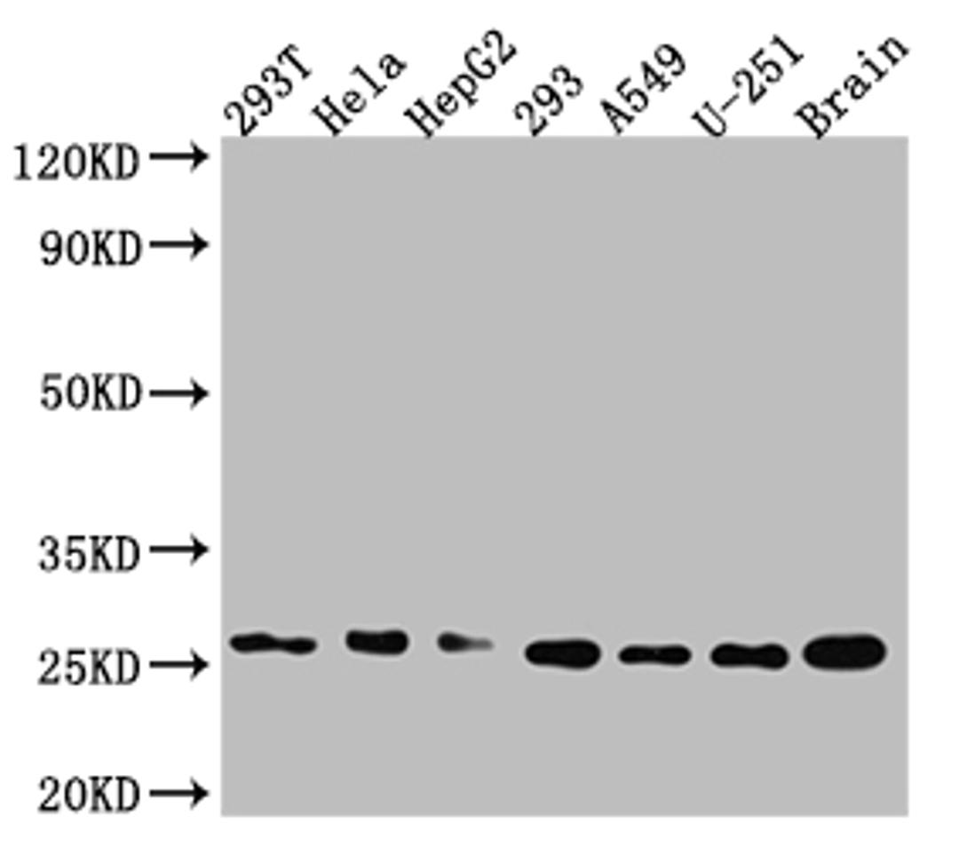 Western Blot. Positive WB detected in: 293T whole cell lysate, Hela whole cell lysate, HepG2 whole cell lysate 293 whole cell lysate, A549 whole cell lysate, U-251 whole cell lysate, Mouse Brain whole cell lysate. All lanes: Id1 antibody at 1:1000. Secondary. Goat polyclonal to rabbit IgG at 1/50000 dilution. Predicted band size: 17, 16 kDa. Observed band size: 26 kDa.