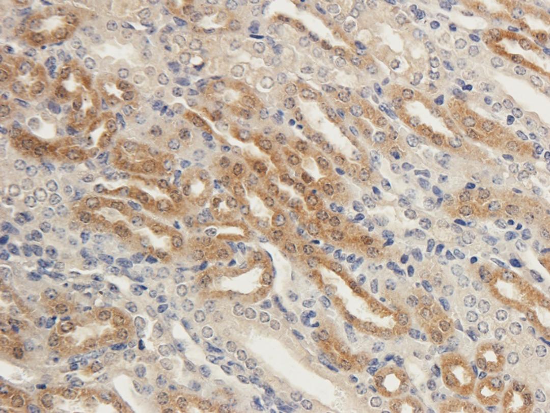 Immunohistochemical staining of paraffin embedded guinea pig kidney tissue using anti-ENaC Alpha (2.5 ug/ml)