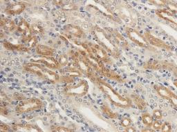 Immunohistochemical staining of paraffin embedded guinea pig kidney tissue using anti-ENaC Alpha (2.5 ug/ml)