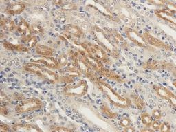 Immunohistochemical staining of paraffin embedded guinea pig kidney tissue using anti-ENaC Alpha (2.5 ug/ml)