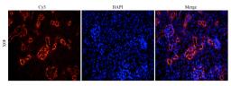 Immunofluorescence analysis of mouse kidney tissue using anti-MDR1 (dilution of primary antibody - 1:1000)