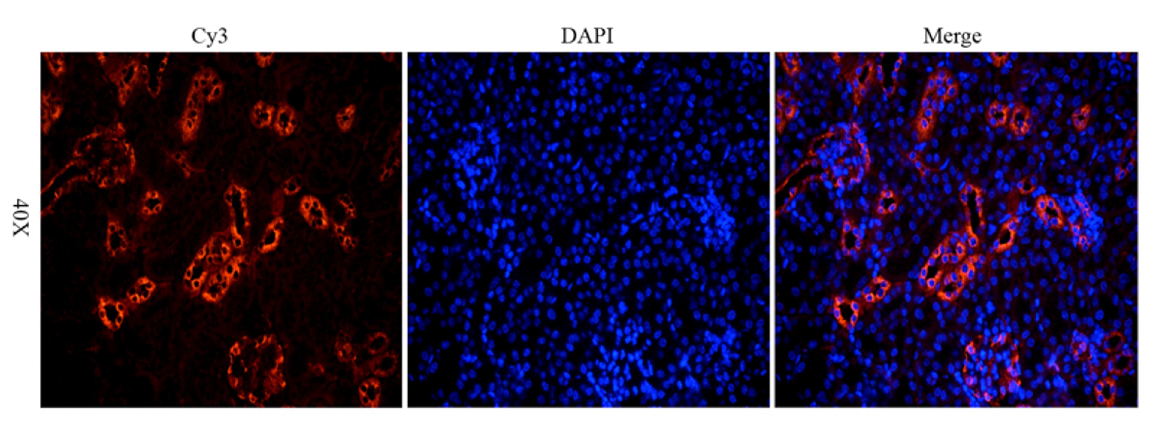 Immunofluorescence analysis of mouse kidney tissue using anti-MDR1 (dilution of primary antibody - 1:1000)