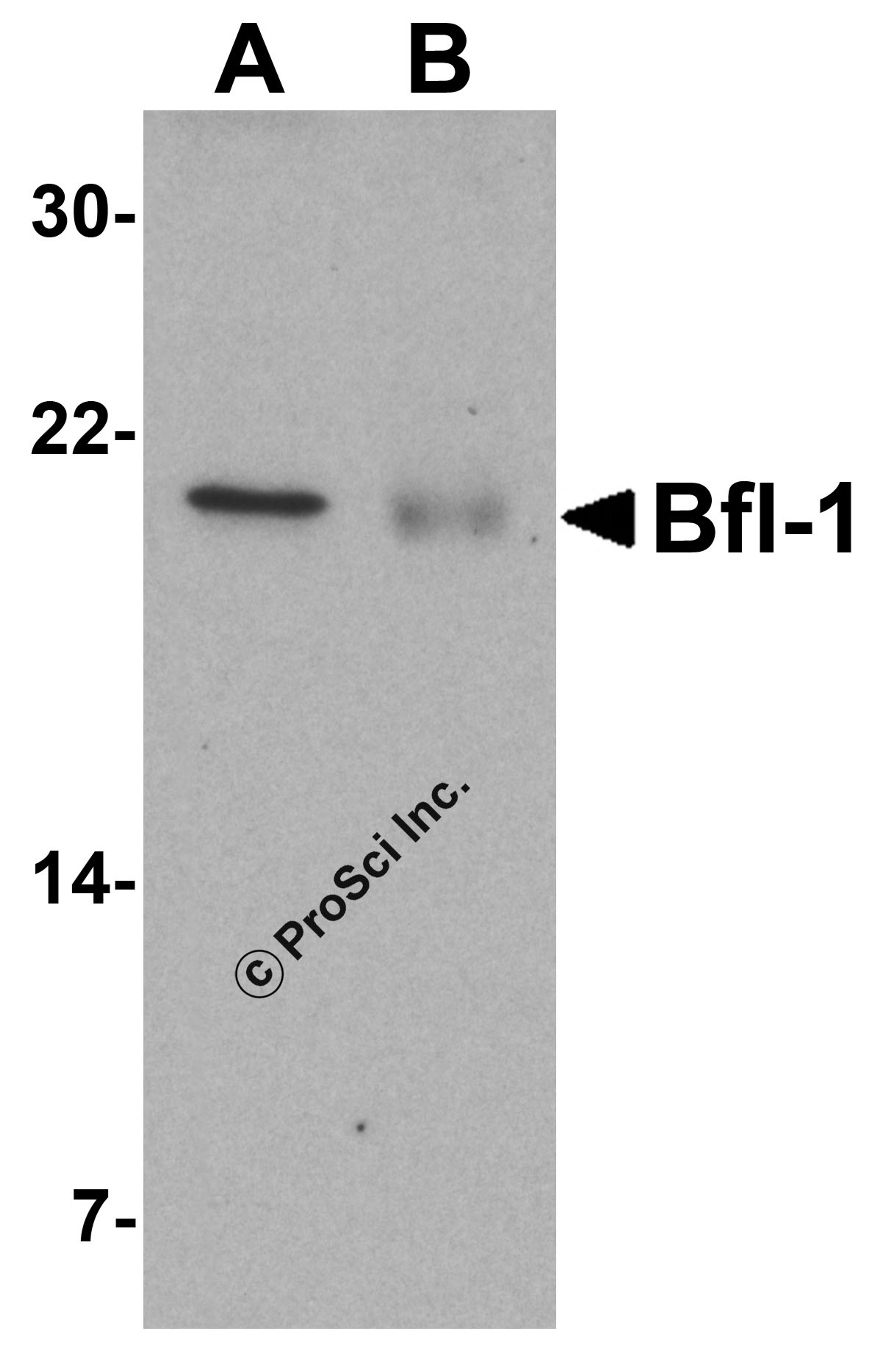 Western blot analysis of Bfl-1 in (A) human kidney and (B) human lung tissue lysate with Bfl-1 antibody at 1 &#956;g/mL.