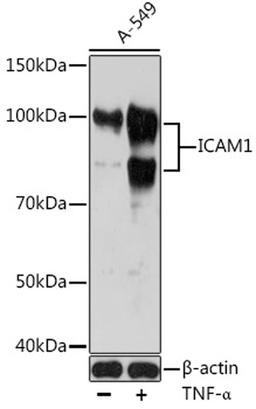 Western blot - ICAM1 antibody (A19300)