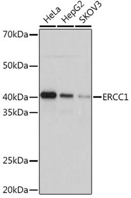 Western blot - ERCC1 Rabbit mAb (A4971)