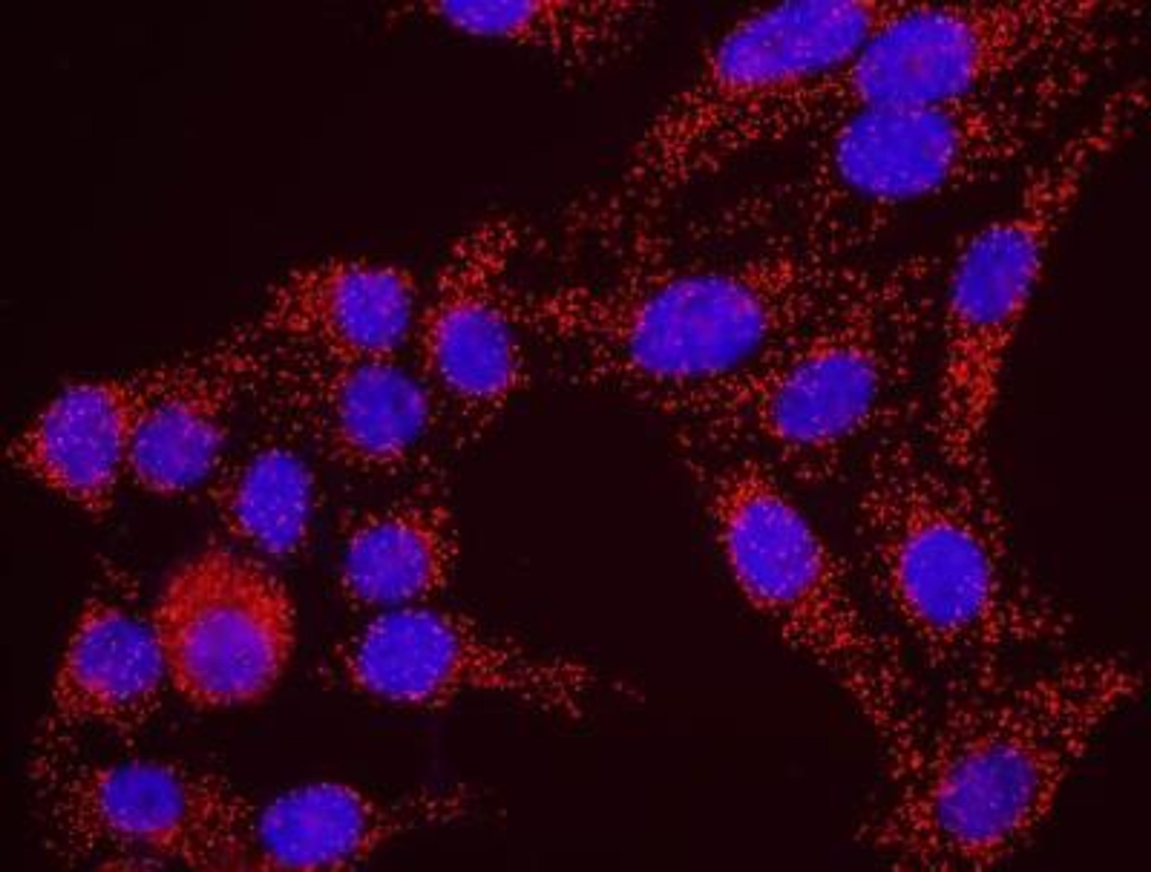 Proximity Ligation Assay: Claspin Antibody [NB100-247] - Secondary-conjugate Duolink II PLA in Hela cells. goat anti-human RAD17 (NB100-272) and rabbit anti-human Claspin (NB100-247). Image merged from DAPI (2ms) and Texas Red (200ms) exposures, 40X magnification.