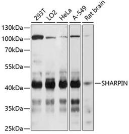 Western blot - SHARPIN Antibody (A11714)