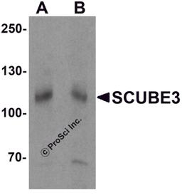Western blot analysis of SCUBE3 in mouse kidney tissue lysate with SCUBE3 antibody at (A) 1 and (B) 2 μg/mL.