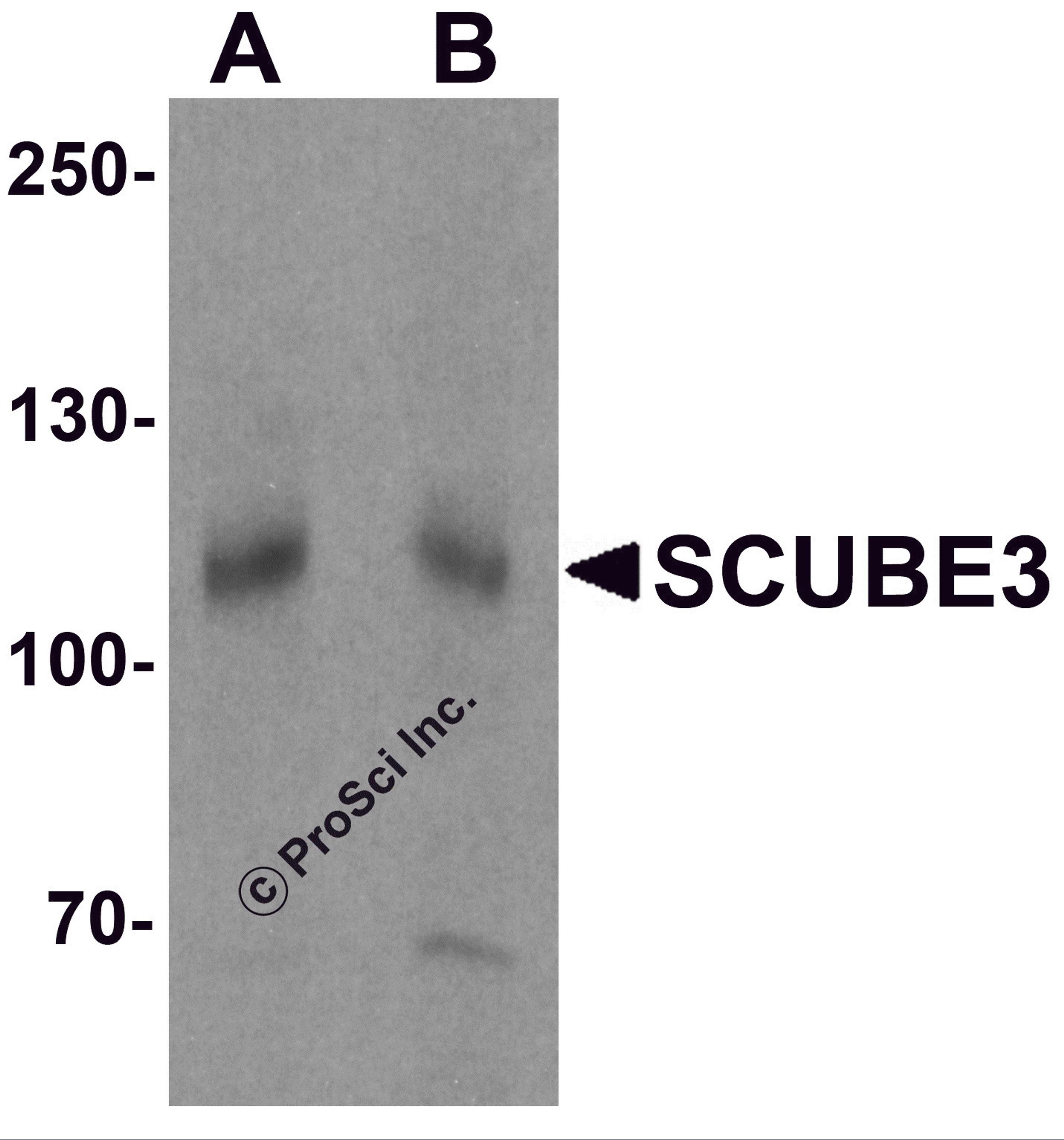 Western blot analysis of SCUBE3 in mouse kidney tissue lysate with SCUBE3 antibody at (A) 1 and (B) 2 μg/mL.