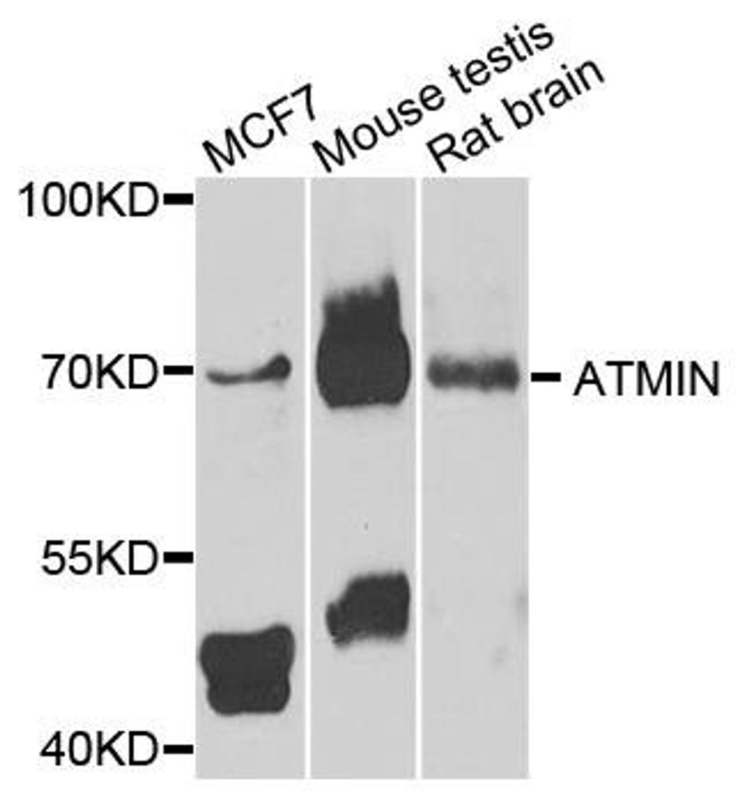 Western blot analysis of extracts of various cells using ATMIN antibody