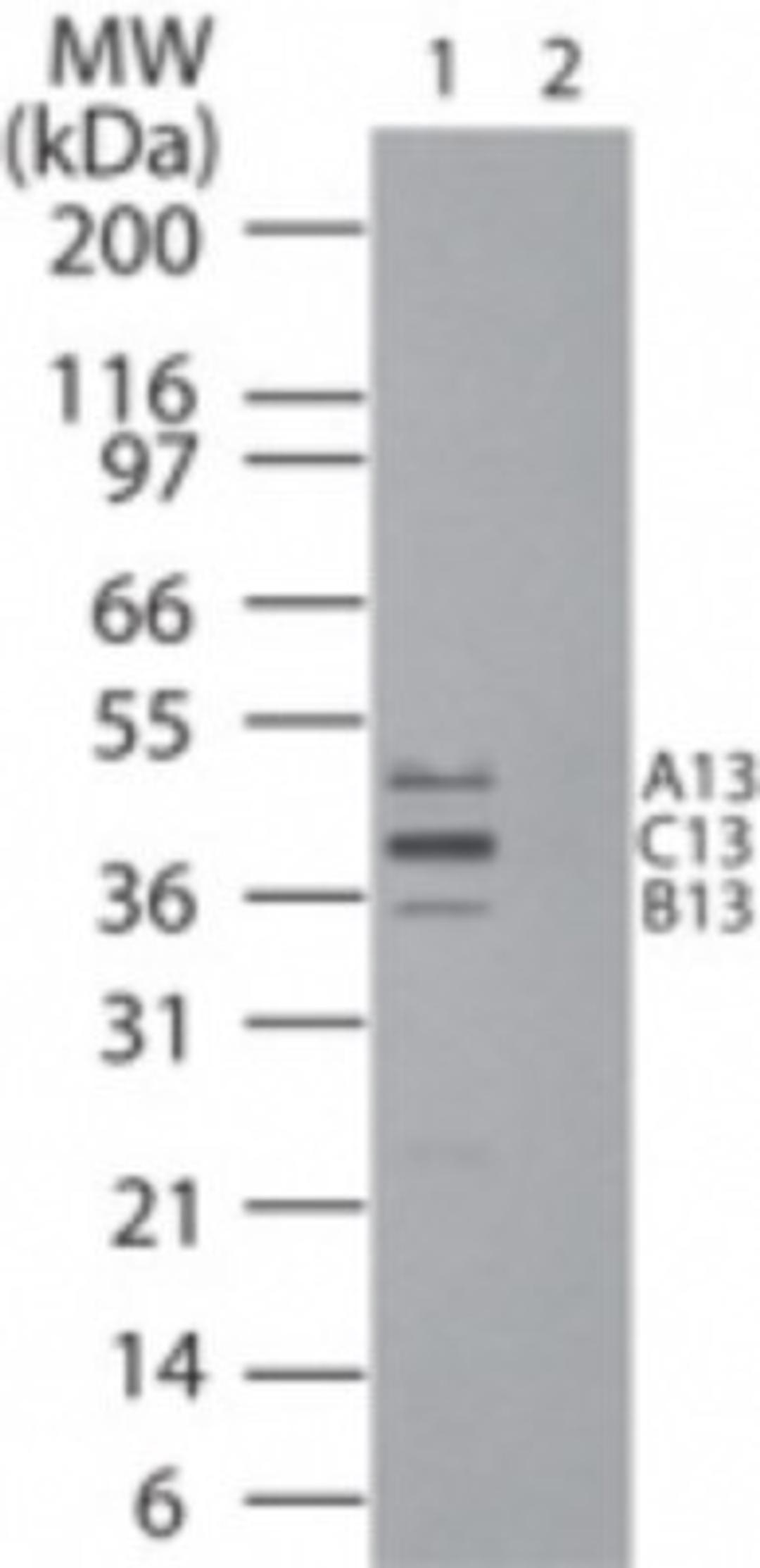 Western Blot: HOXB13 Antibody [NB100-2492] - Western blot analysis of HOXB13, A13 and C13 in HeLa cell lysate in the 1) absence and 2) presence of immunizing peptide at 1:5000 dilution.