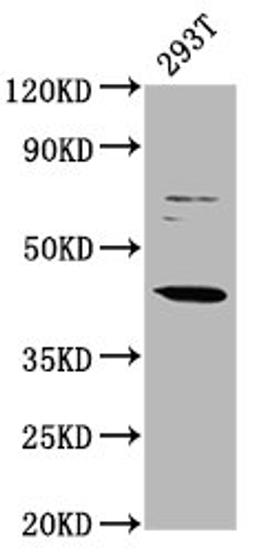 Western Blot. Positive WB detected in: 293T whole cell lysate. All lanes: LHX3 antibody at 3.1µg/ml. Secondary. Goat polyclonal to rabbit IgG at 1/50000 dilution. Predicted band size: 44 kDa. Observed band size: 44 kDa