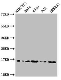 Western Blot. Positive WB detected in: NIH/3T3 cell acid extracts, Hela cell acid extracts, A549 cell acid extracts, PC-3 cell acid extracts, HEK293 cell acid extracts. All lanes: HIST1H3A antibody at 2µg/ml. Secondary. Goat polyclonal to rabbit IgG at 1/50000 dilution. Predicted band size: 16 kDa. Observed band size: 16 kDa