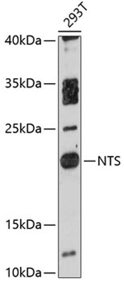 Western blot - NTS antibody (A12012)