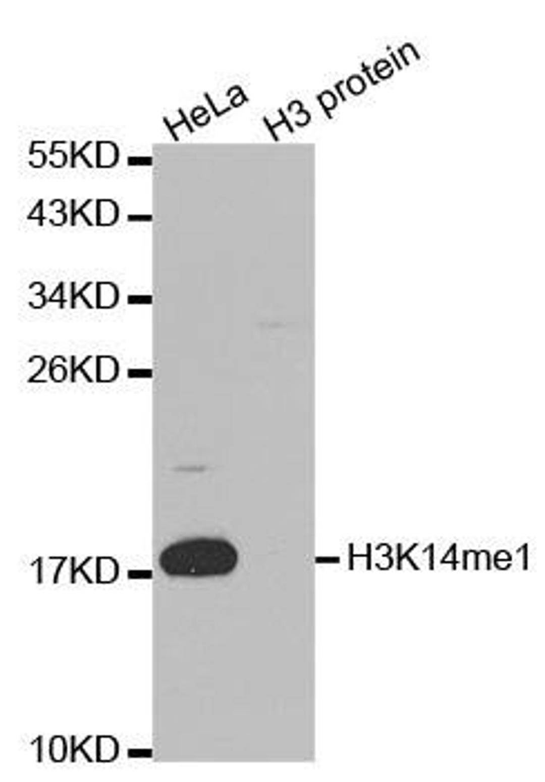 Western blot analysis of extracts of HeLa and H3 protein using HIST3H3 antibody