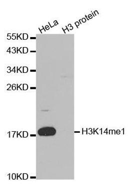 Western blot analysis of extracts of HeLa and H3 protein using HIST3H3 antibody