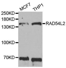 Western blot analysis of extracts of various cell lines using RAD54L2 antibody