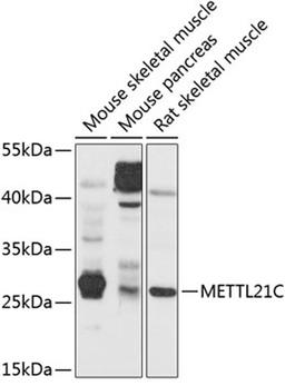 Western blot - METTL21C antibody (A10403)