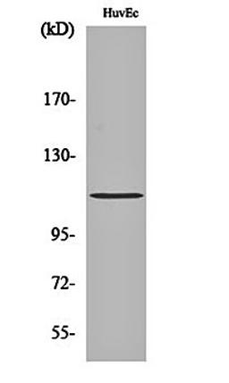 Western blot analysis of HuvEc cell lysates using Rb (phospho-S807) antibody