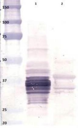 Western Blot: Gliadin peptide Antibody (4F3) [NBP1-05104] - Gliadin peptide (detected with NBP1-05104) in wheat (lane 1) and barley (lane 2).