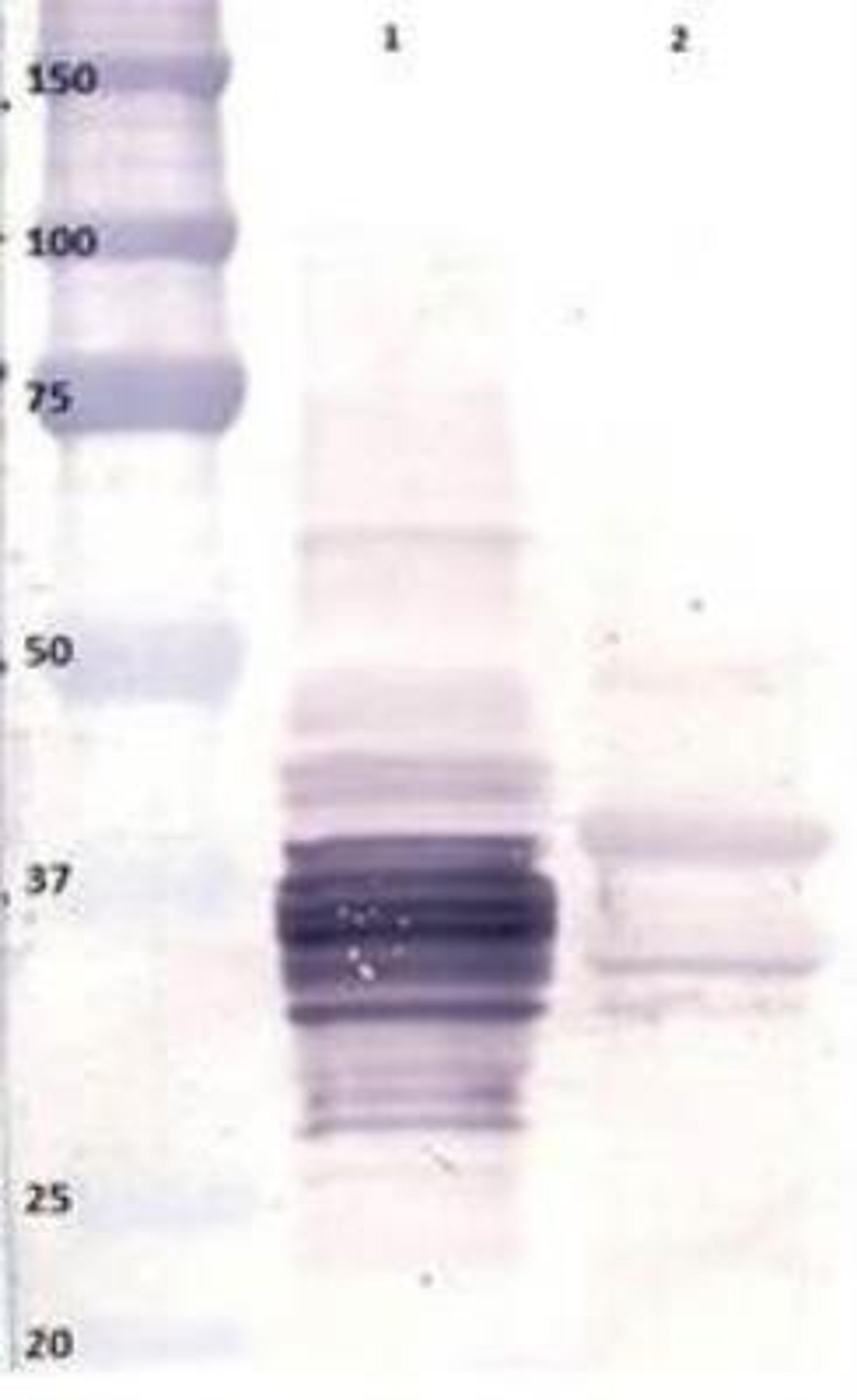 Western Blot: Gliadin peptide Antibody (4F3) [NBP1-05104] - Gliadin peptide (detected with NBP1-05104) in wheat (lane 1) and barley (lane 2).