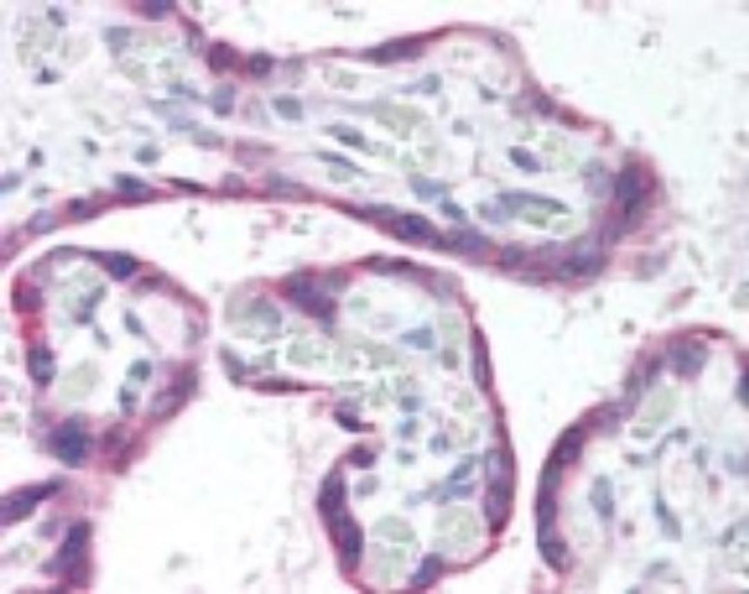 Immunohistochemistry-Paraffin: GRK5 Antibody [NBP2-24580] - IHC analysis of human placenta using NBP2-24580 at 20 ug/ml.