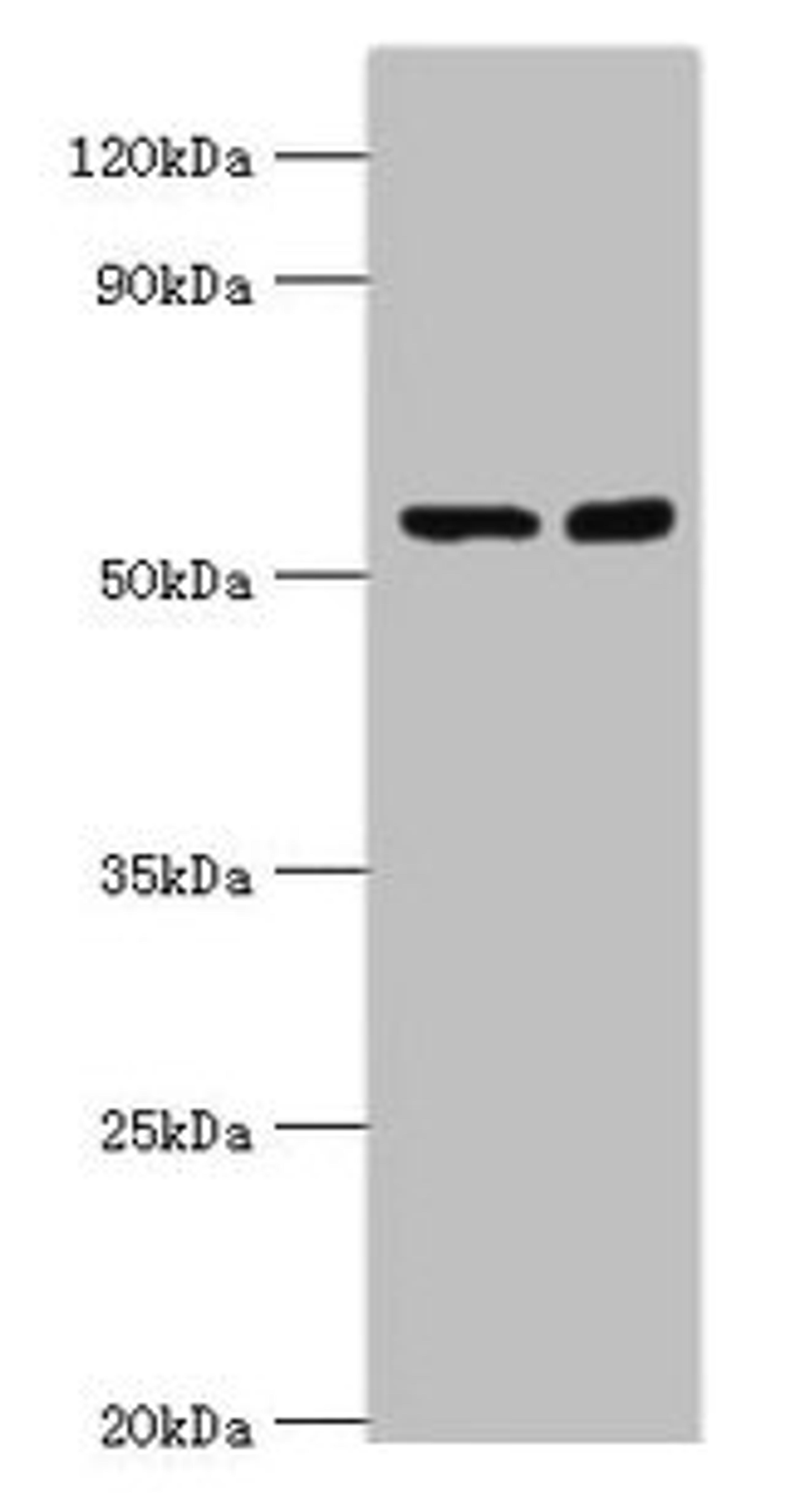 Western blot. All lanes: STK3 antibody at 8µg/ml. Lane 1: Hela whole cell lysate. Lane 2: NIH/3T3 whole cell lysate. Secondary. Goat polyclonal to rabbit IgG at 1/10000 dilution. Predicted band size: 57, 60 kDa. Observed band size: 57 kDa