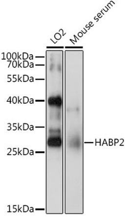 Western blot - HABP2 antibody (A6919)