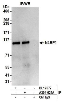 Detection of human N4BP1 by western blot of immunoprecipitates.