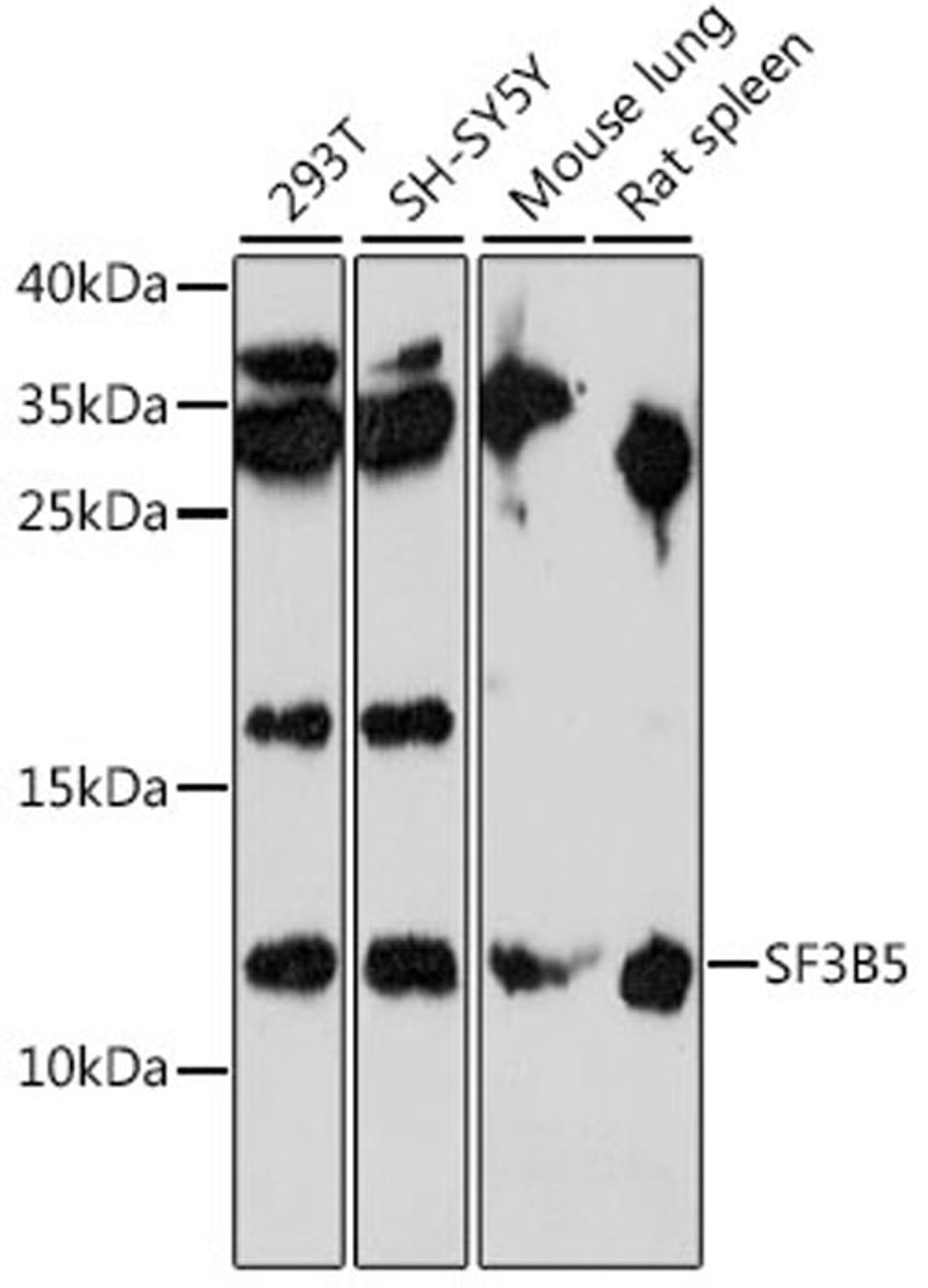 Western blot - SF3B5 antibody (A15905)