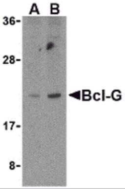 Western blot analysis of Bcl-G in U937 cell lysates with Bcl-G antibody at (A) 2.5 and (B) 5 &#956;g/mL.