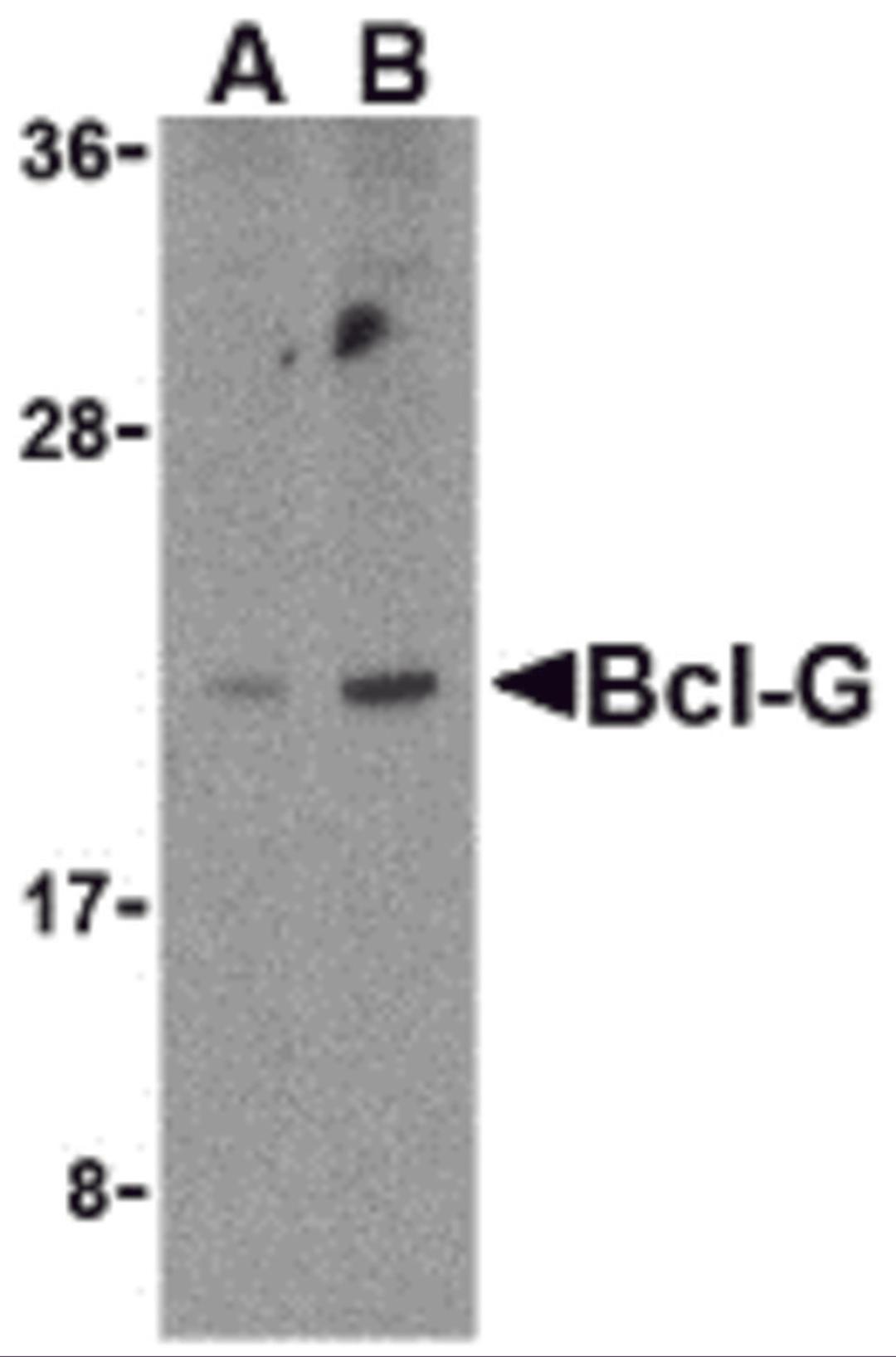Western blot analysis of Bcl-G in U937 cell lysates with Bcl-G antibody at (A) 2.5 and (B) 5 μg/mL.