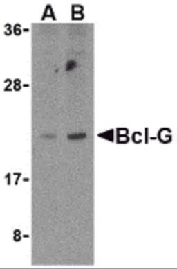 Western blot analysis of Bcl-G in U937 cell lysates with Bcl-G antibody at (A) 2.5 and (B) 5 μg/mL.