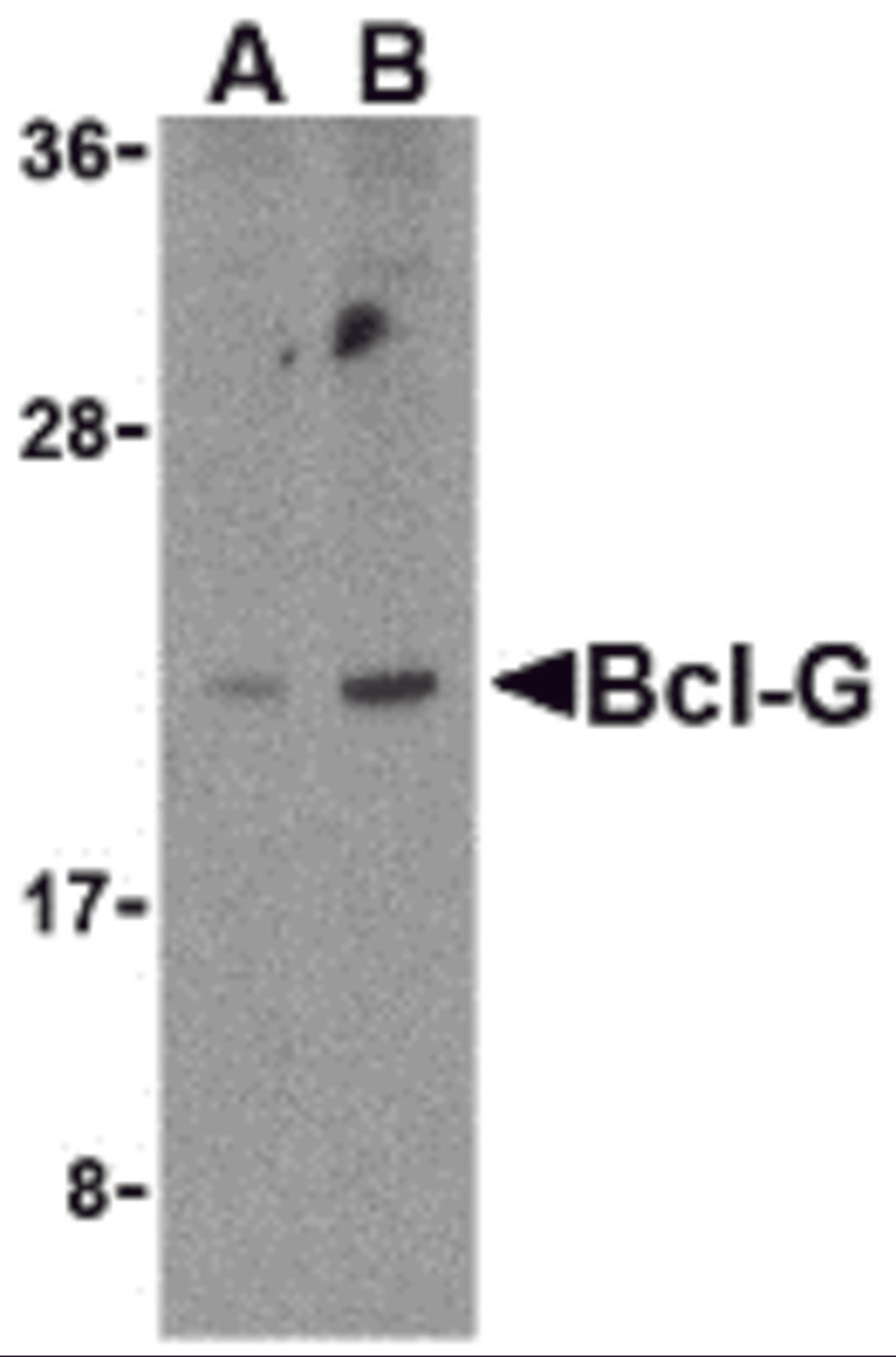 Western blot analysis of Bcl-G in U937 cell lysates with Bcl-G antibody at (A) 2.5 and (B) 5 μg/mL.