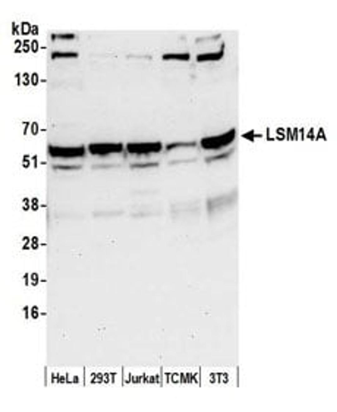 Detection of human and mouse LSM14A by western blot.