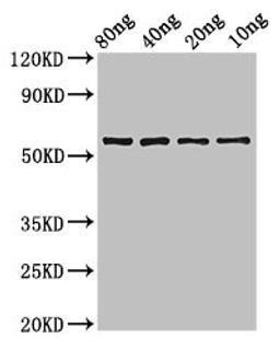 Western Blot. Positive WB detected in Recombinant protein. All lanes: phr antibody at 3.4ug/ml. Secondary. Goat polyclonal to rabbit IgG at 1/50000 dilution. Predicted band size: 60 kDa. Observed band size: 60 kDa. 