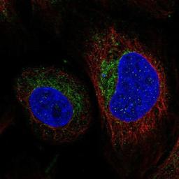 Immunocytochemistry/Immunofluorescence: MTCH2 Antibody [NBP1-89482] - Staining of human cell line U-2 OS shows positivity in mitochondria.