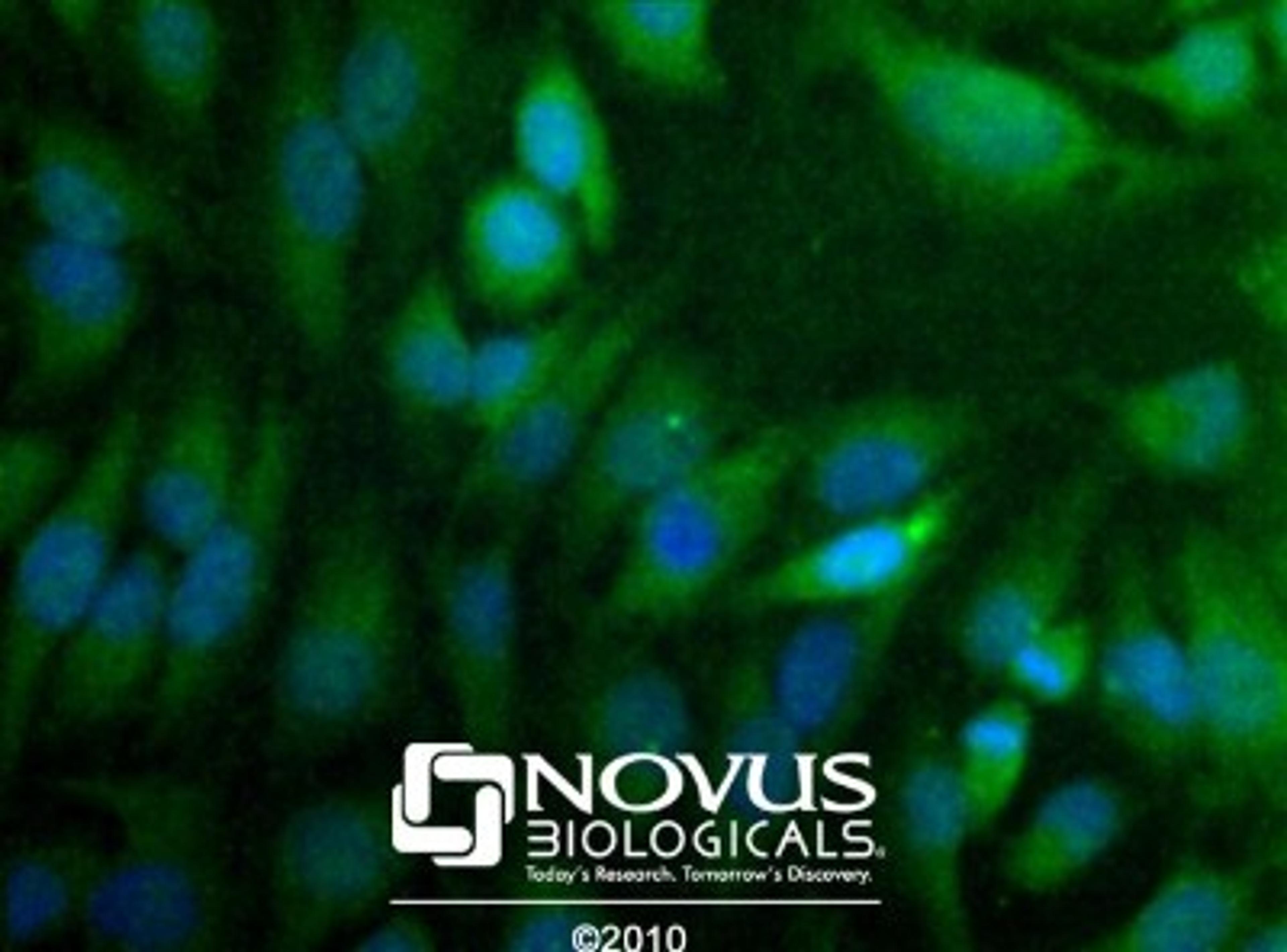 Immunocytochemistry/Immunofluorescence: THAP11 Antibody [NBP1-49463] - Immunocytochemical analysis of THAP11 in HeLa cells.