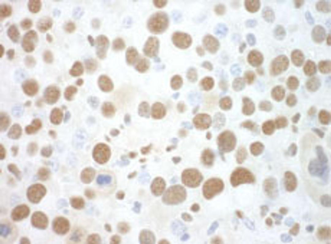 Detection of mouse SF3B3 by immunohistochemistry.