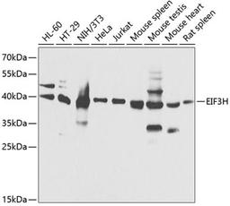 Western blot - EIF3H antibody (A13378)