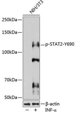 Western blot - Phospho-STAT2-Y690 pAb (AP0284)