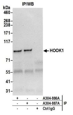 Detection of human HOOK1 by western blot of immunoprecipitates.