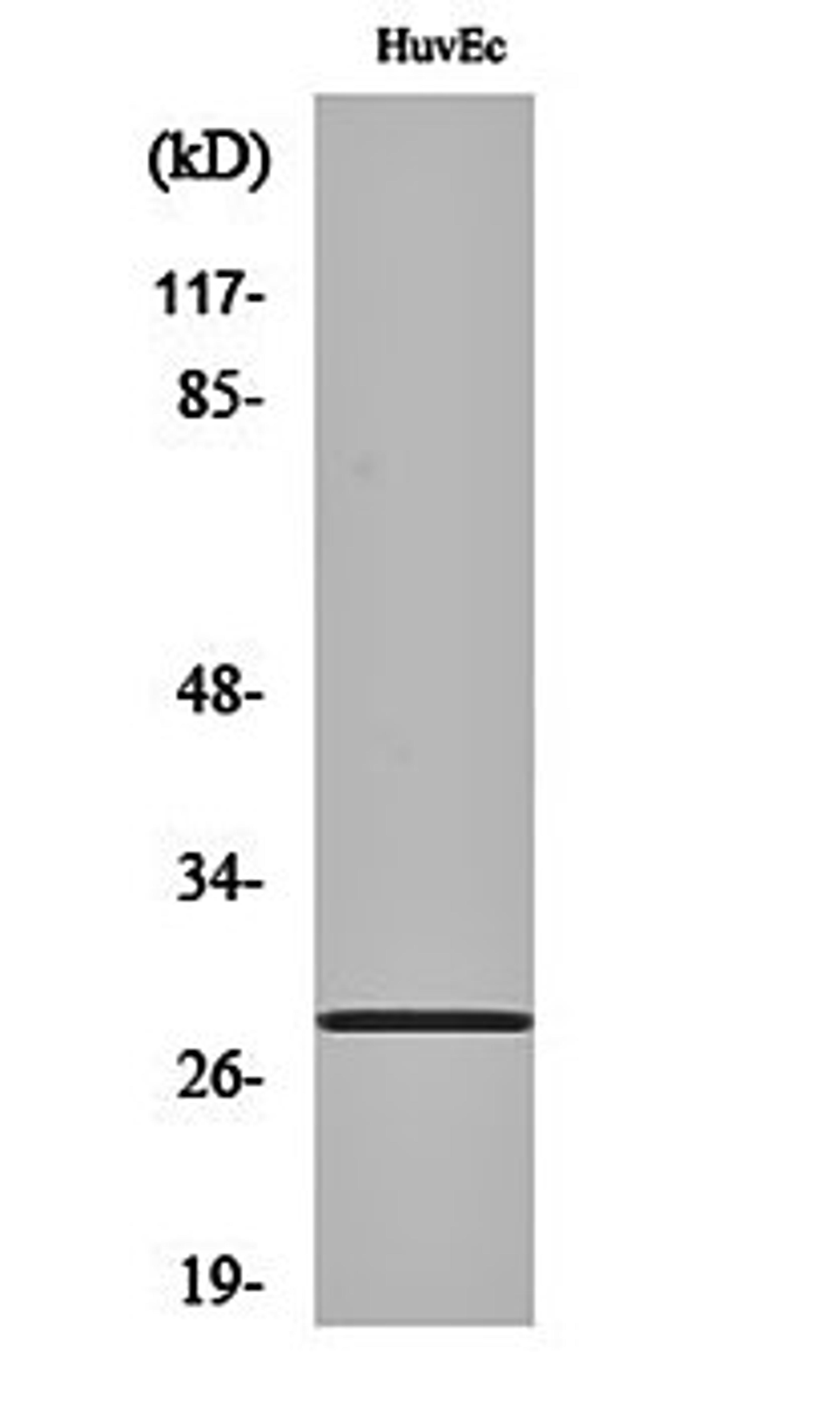 Western blot analysis of HuvEc cell lysates using Six3/6 antibody