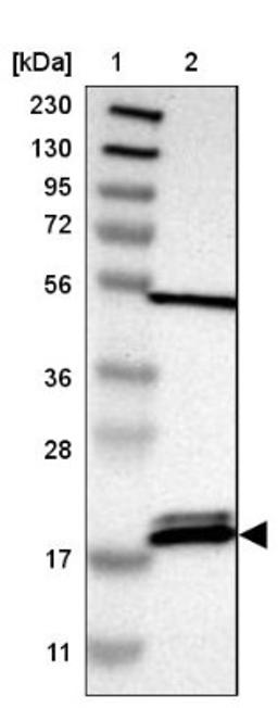 Western Blot: PTRH2 Antibody [NBP1-88595] - Lane 1: Marker [kDa] 230, 130, 95, 72, 56, 36, 28, 17, 11<br/>Lane 2: Human cell line RT-4