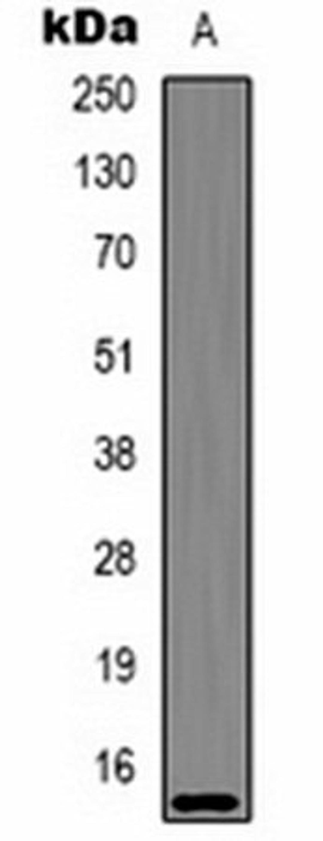 Western blot analysis of  Hela (Lane1) whole cell lysates using Histone H2A.X (AcK5) antibody