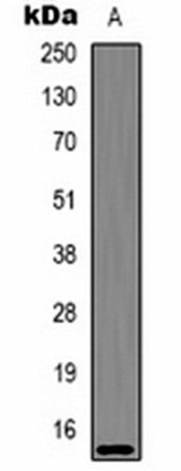 Western blot analysis of  Hela (Lane1) whole cell lysates using Histone H2A.X (AcK5) antibody